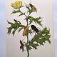 Merian Botanical Plate - Mexican Thorny Thistle - Ancient and Natural