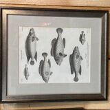 Fish engraving