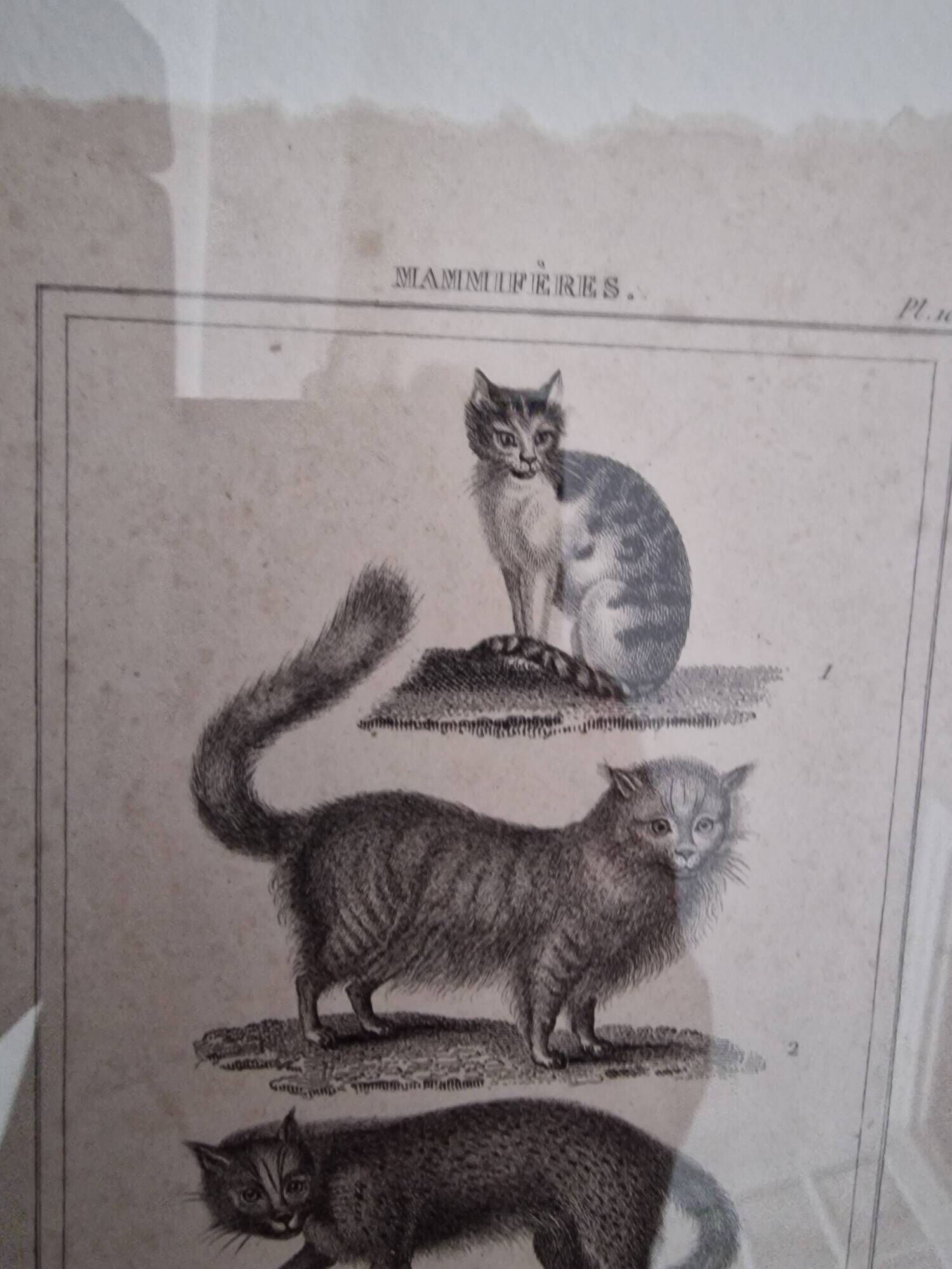 Old print Cats edition Panckoucke