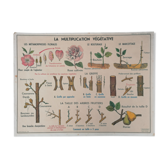 Affiche scolaire des années 50 mdi, la fleur, la fécondation - la multiplication végétative
