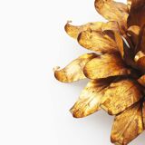 Italian gilt floral wall or ceiling light