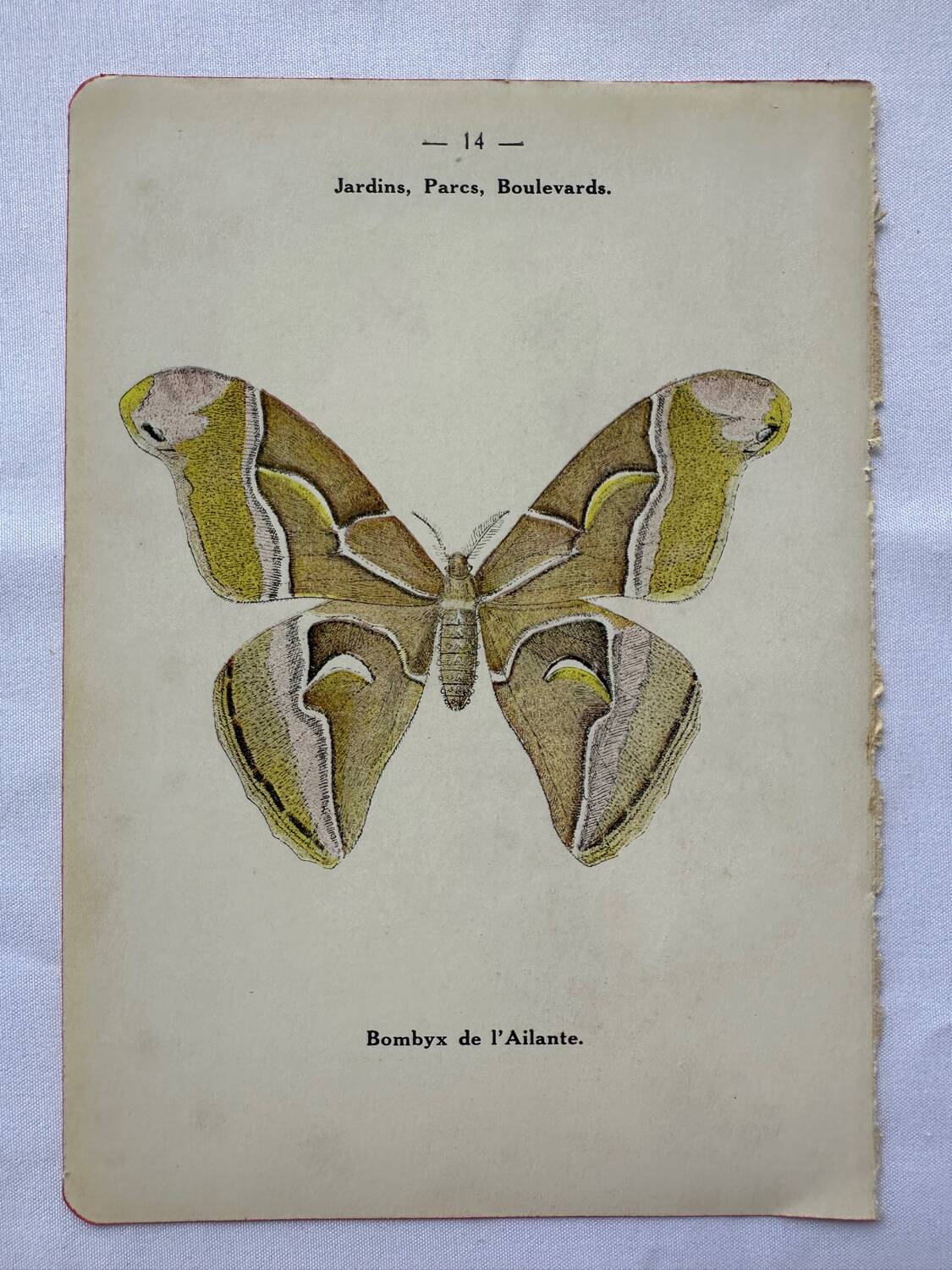 Vintage botanical engraving double-sided naturalist plate 18th century