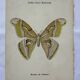 Vintage botanical engraving double-sided naturalist plate 18th century