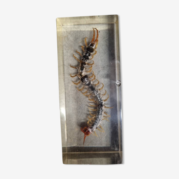 Paperweight: Centipede in plexiglass
