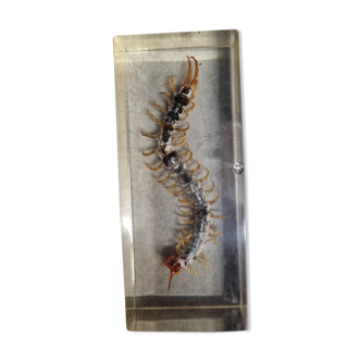 Paperweight: Centipede in plexiglass