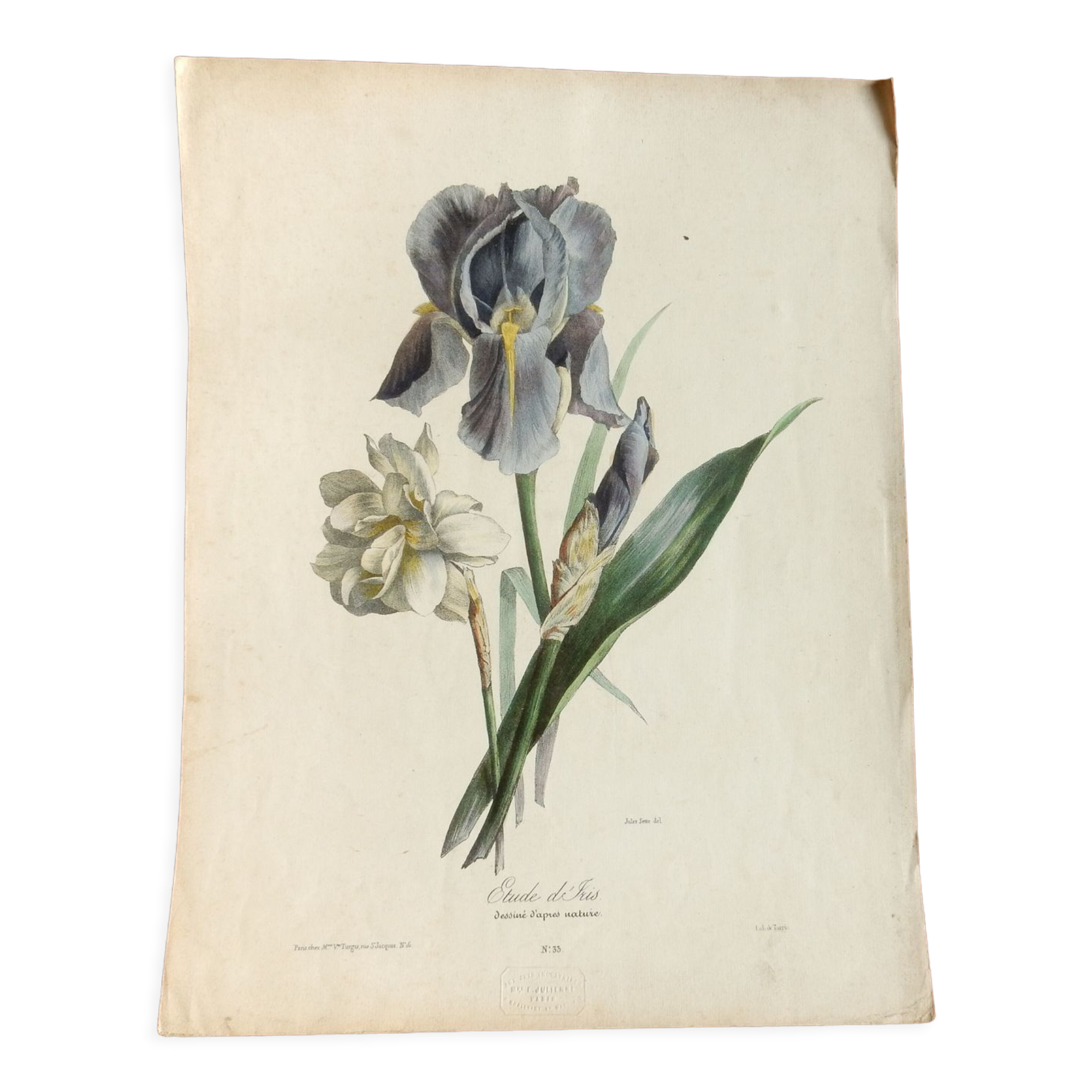 Iris botanical plate of the nineteenth century signed Turgas