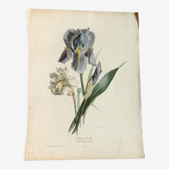 Iris botanical plate of the nineteenth century signed Turgas