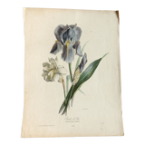 Iris botanical plate of the nineteenth century signed Turgas