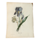 Planche botanique Iris du XIXème siècle signé Turgas