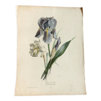 Iris botanical plate of the nineteenth century signed Turgas