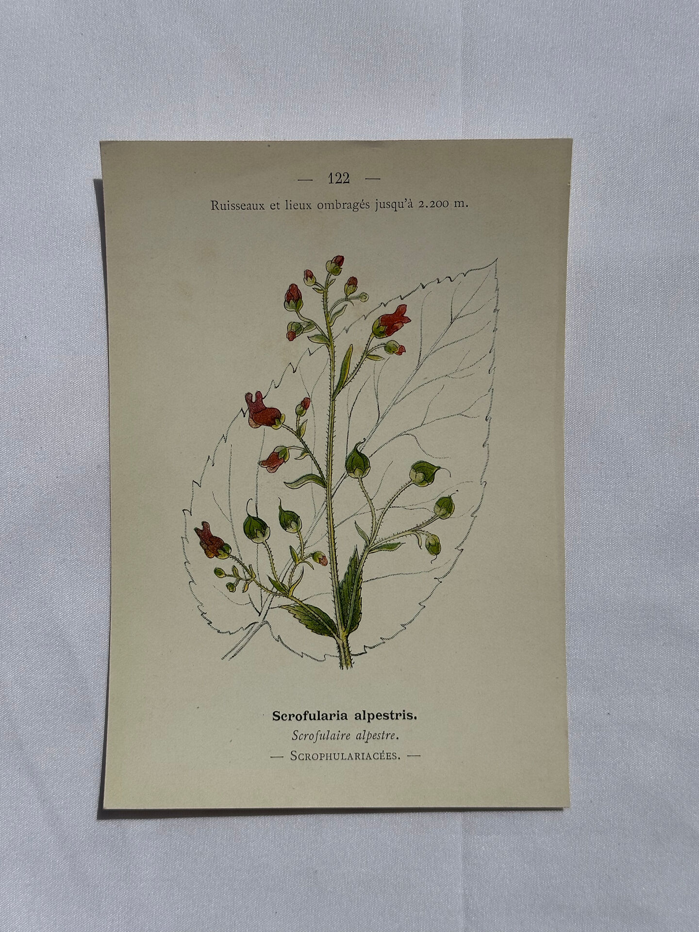 Botanical plate naturalist engraving flower plant double-sided