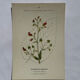 Botanical plate naturalist engraving flower plant double-sided