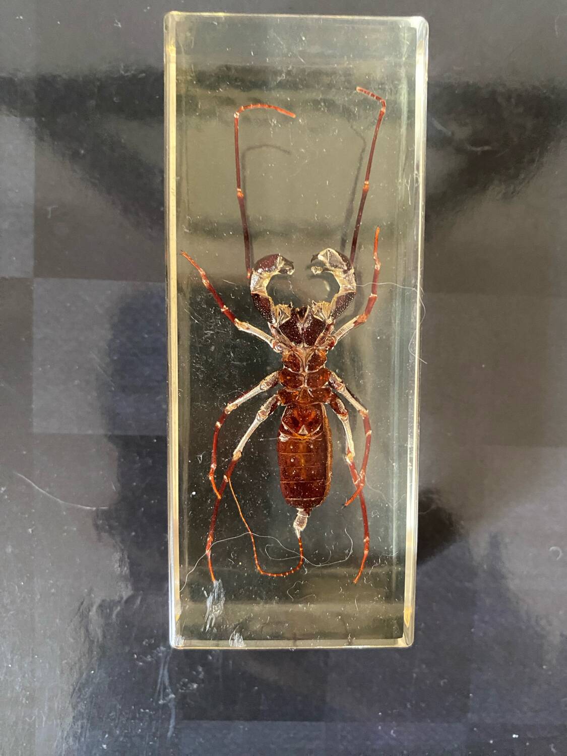 Resin inclusion insect - the staghorn uropyge.