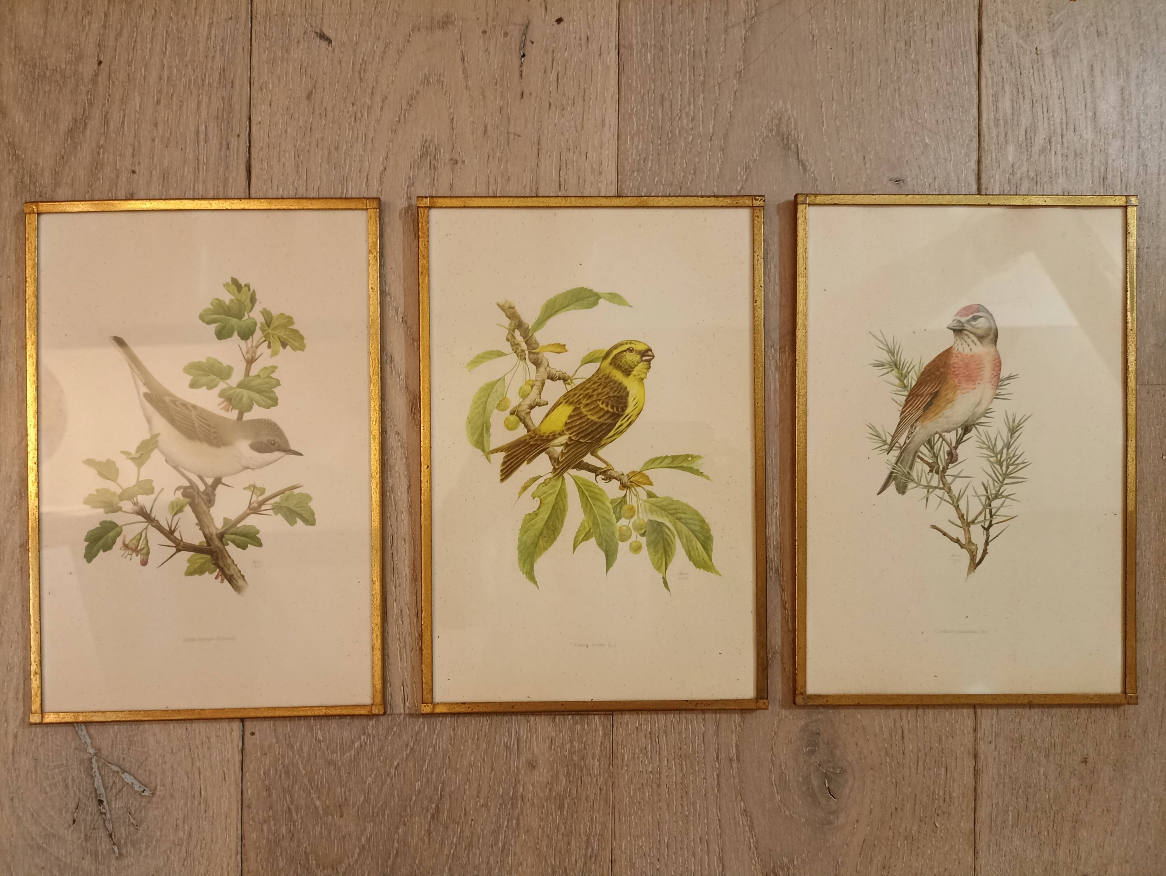 Old lithographs 1957