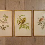 Lithographies anciennes 1957
