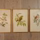 Old lithographs 1957