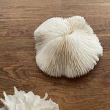 White coral