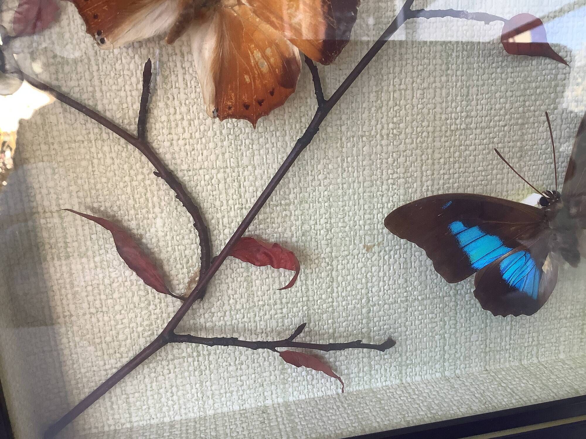 Vintage naturalized butterflies frame - cabinet of curiosities - taxidermy