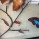 Vintage naturalized butterflies frame - cabinet of curiosities - taxidermy