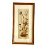 Vintage wood frame dried flowers under glass