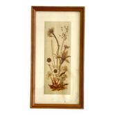 Cadre bois vintage fleurs séchées sous verre