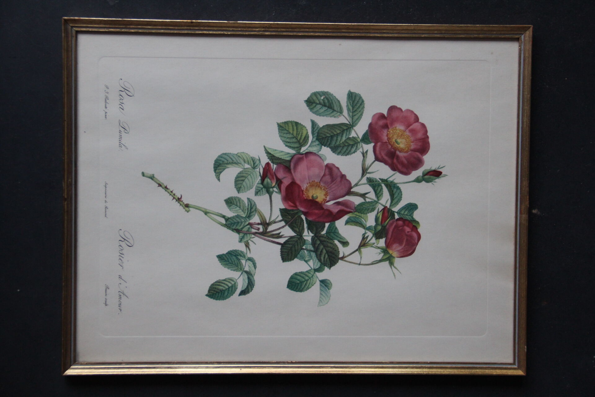 Framed engraving by PJ Redouté