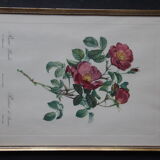 Framed engraving by PJ Redouté