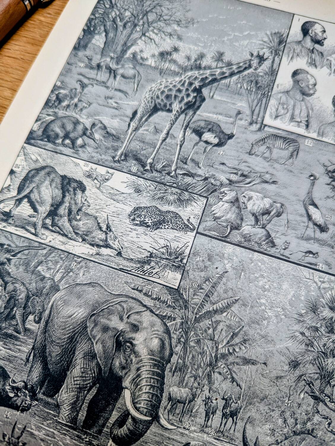 Printed in 1921, engravings of Africa.