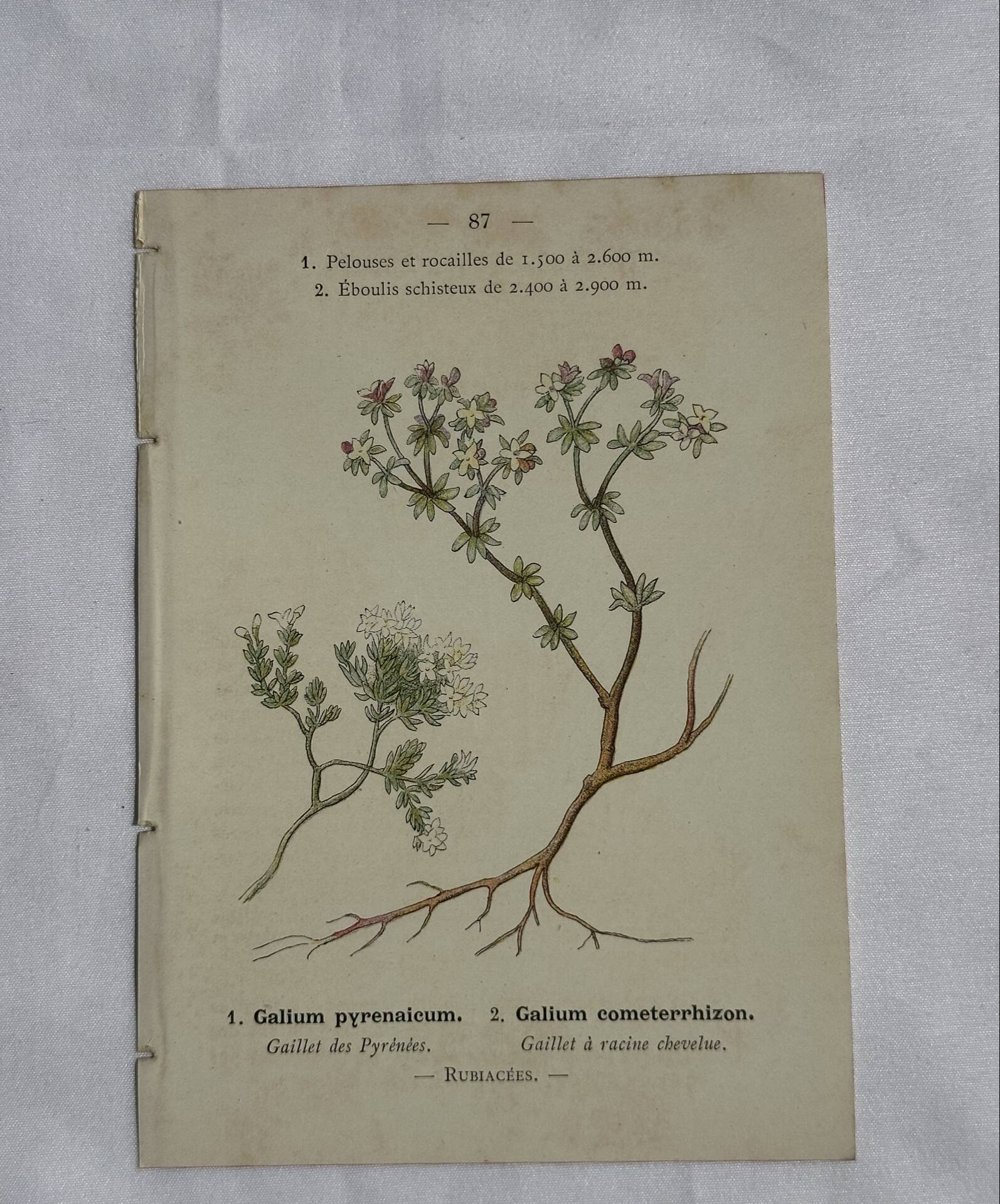 Gravure Botanique Ancienne XIXe – Lithographies Naturalistes  Fleurs &