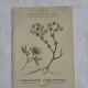 Gravure Botanique Ancienne XIXe – Lithographies Naturalistes  Fleurs &