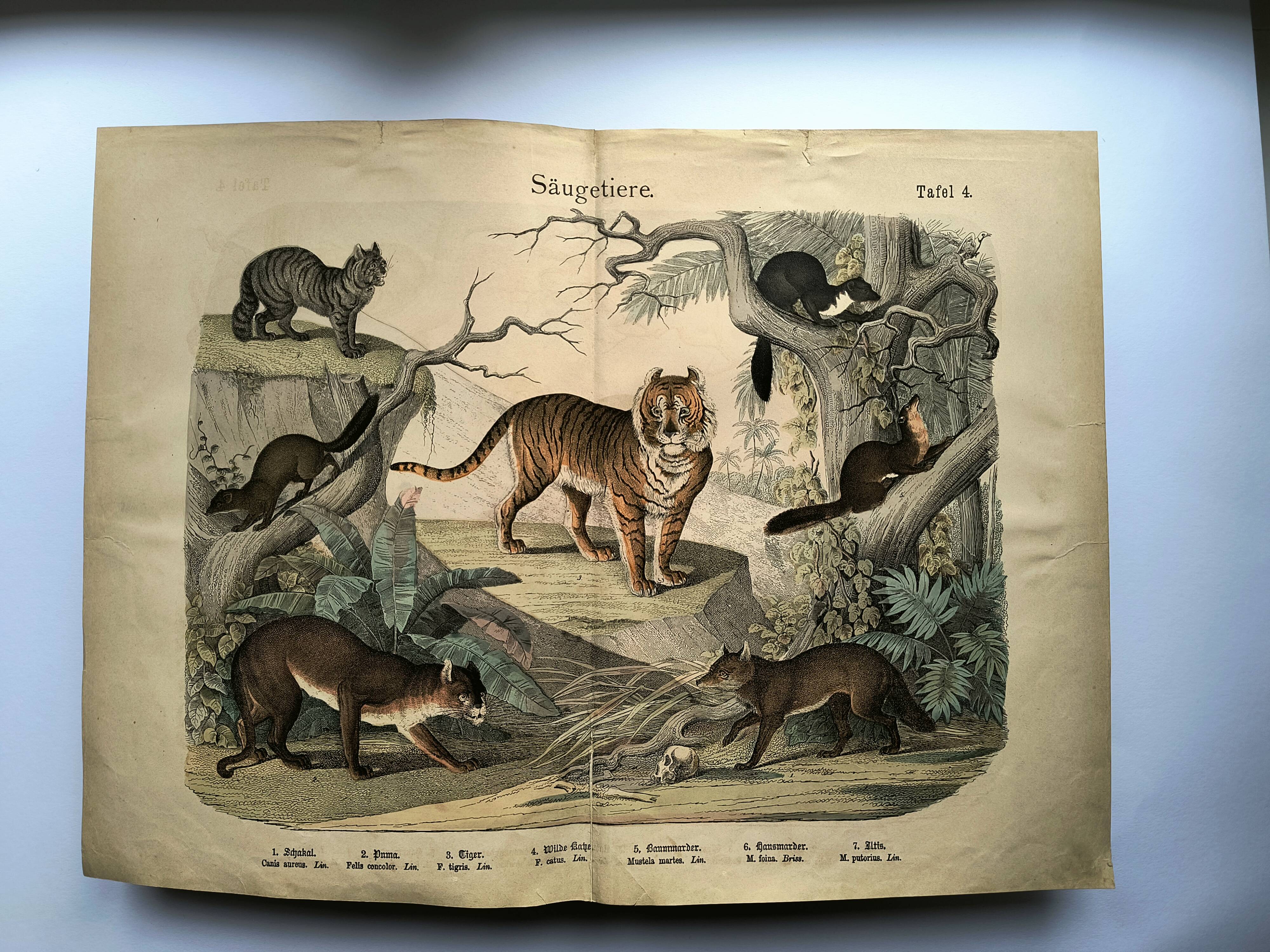 Large antique engraving, 1886 - Tigers and mammals. Lithograph plate