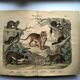 Large antique engraving, 1886 - Tigers and mammals. Lithograph plate