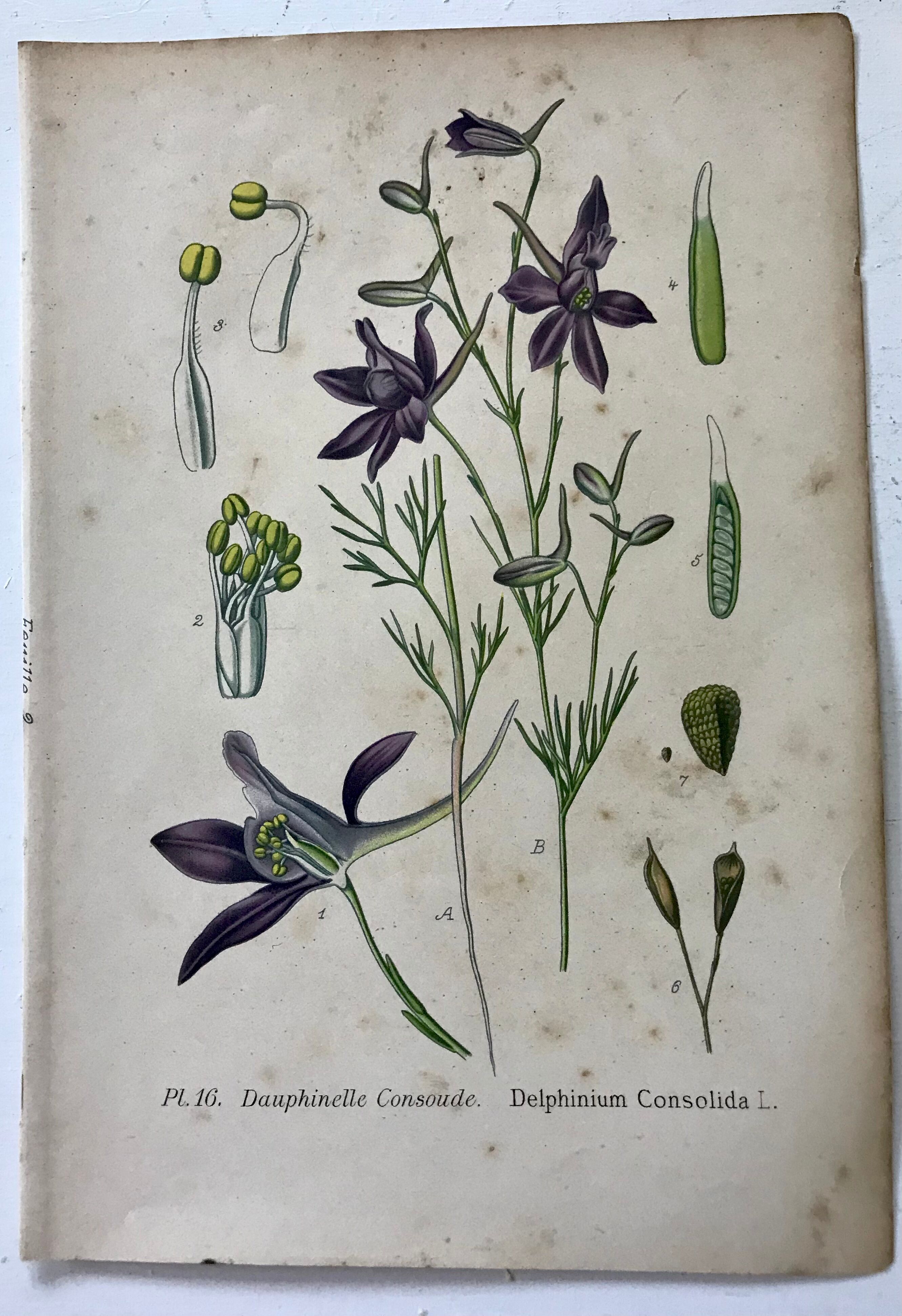 Botanical plates NINETEENTH