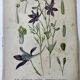 Botanical plates NINETEENTH