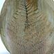 Fern vase in glazed stoneware by Chrislaine Bodin