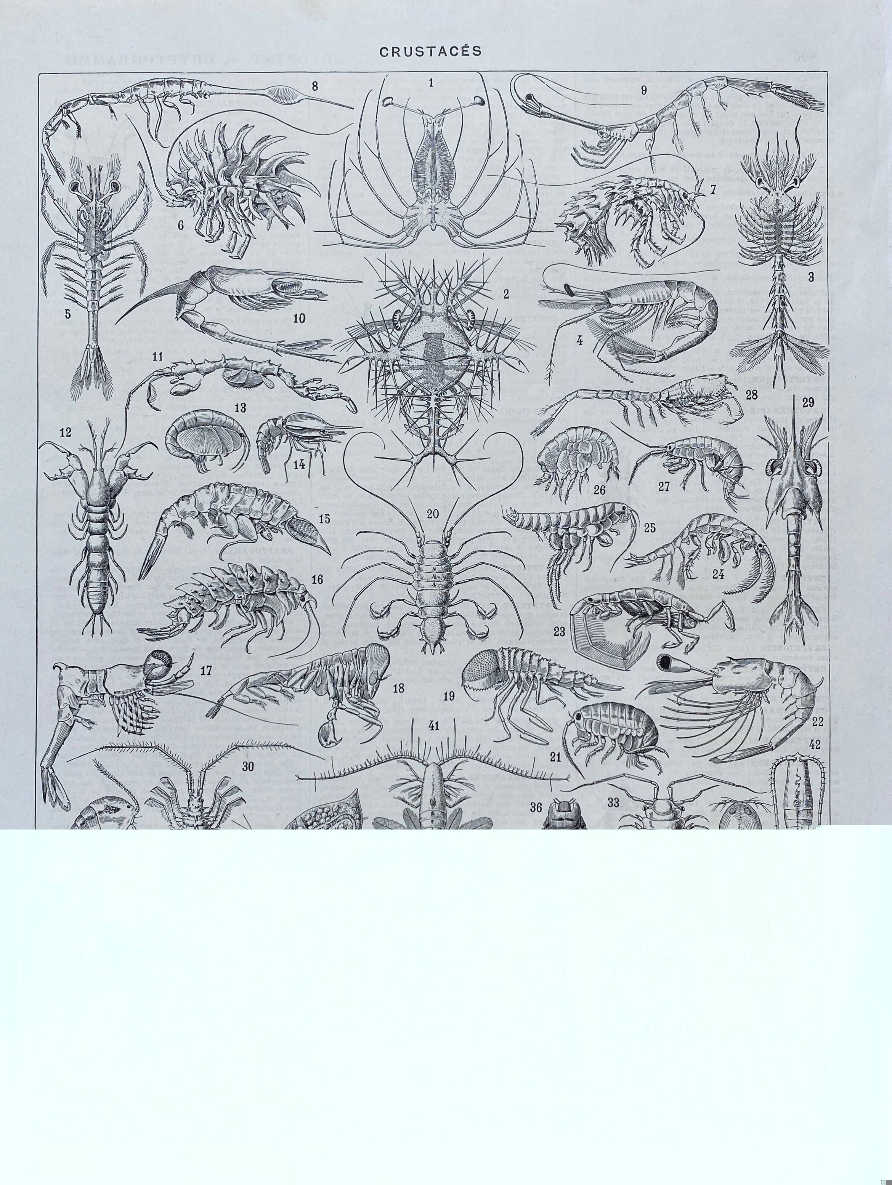 Illustration ancienne Millot "Crustacés"