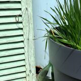 Old wood volet mint color