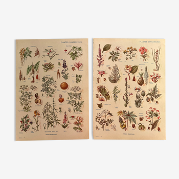 Lot de 2 planches illustrées sur les plantes dangereuses de 1952