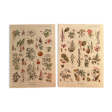 Set of 2 illustrated plates on dangerous plants from 1952