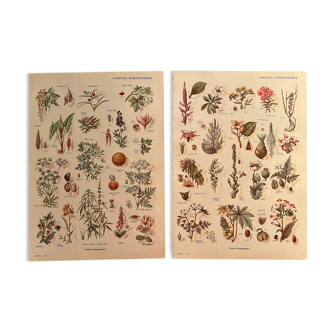 Set of 2 illustrated plates on dangerous plants from 1952