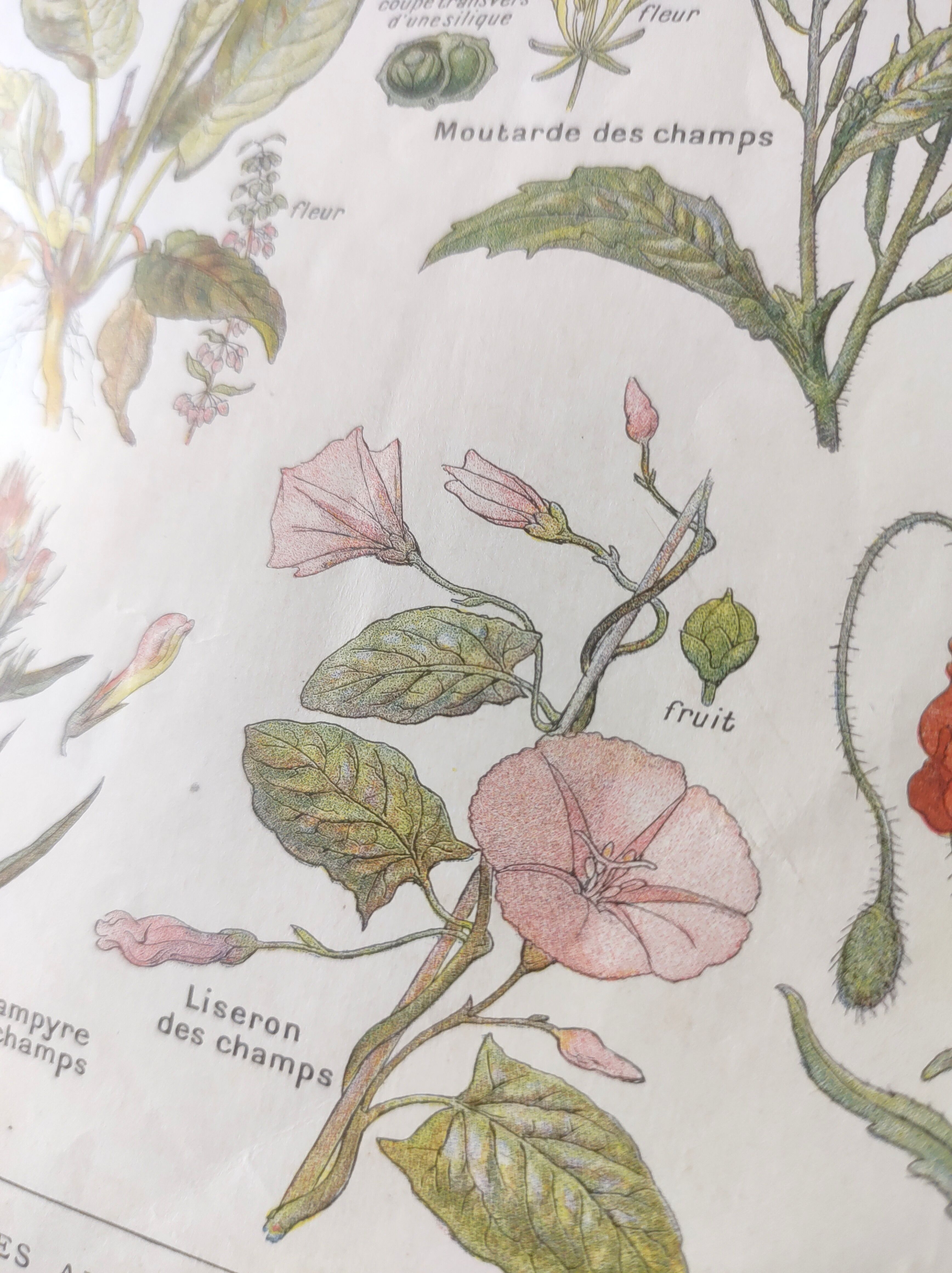 Gravure ancienne • Fleurs et "mauvaises" herbes • Affiche originale de 1922