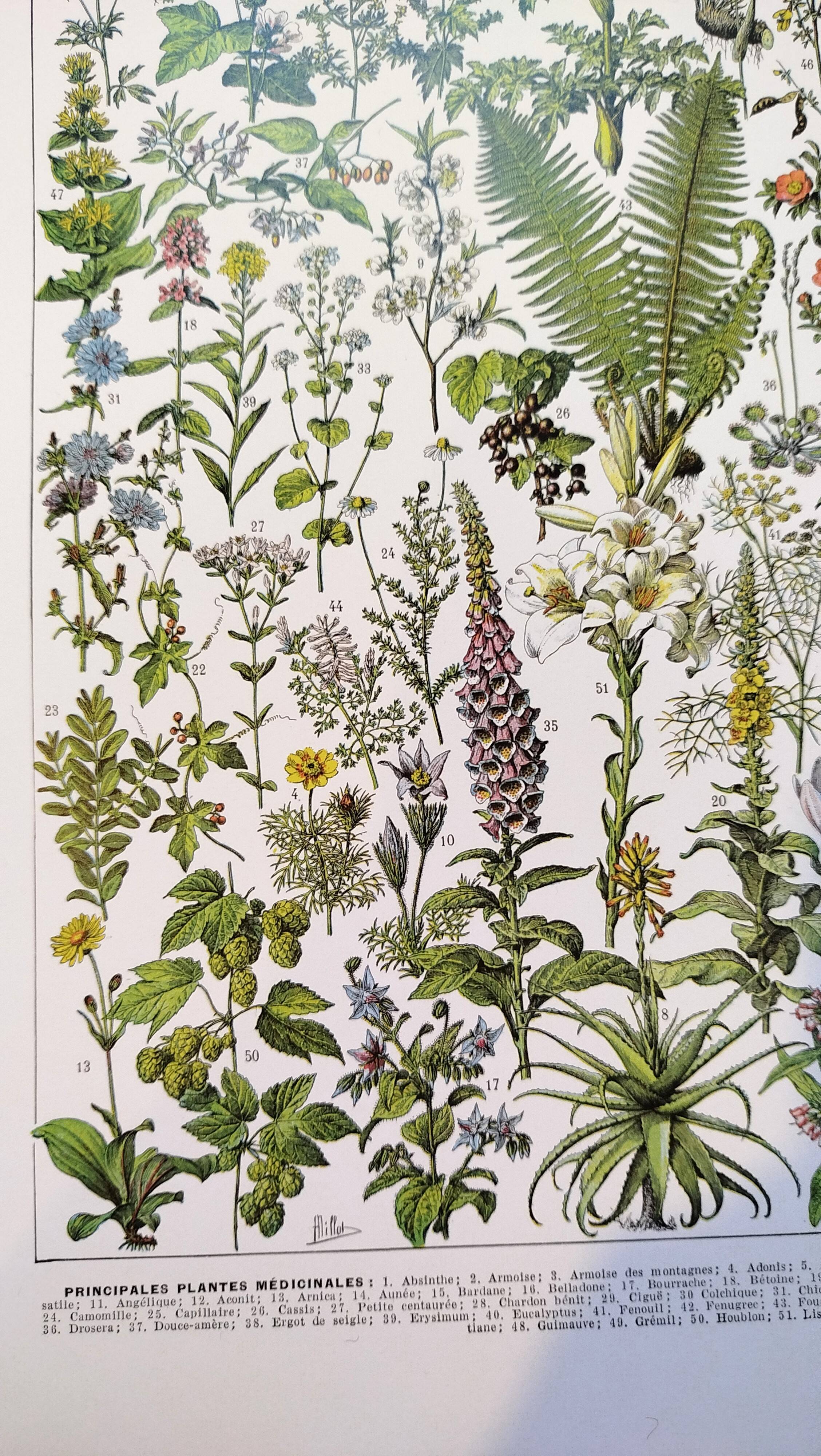 Affiche sur les plantes médicinales "absinthe", d'après une lithographie de 1928