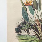 Old engraving from 1838 -Strelitzie- Zoological and botanical hand-colored plate. Original.