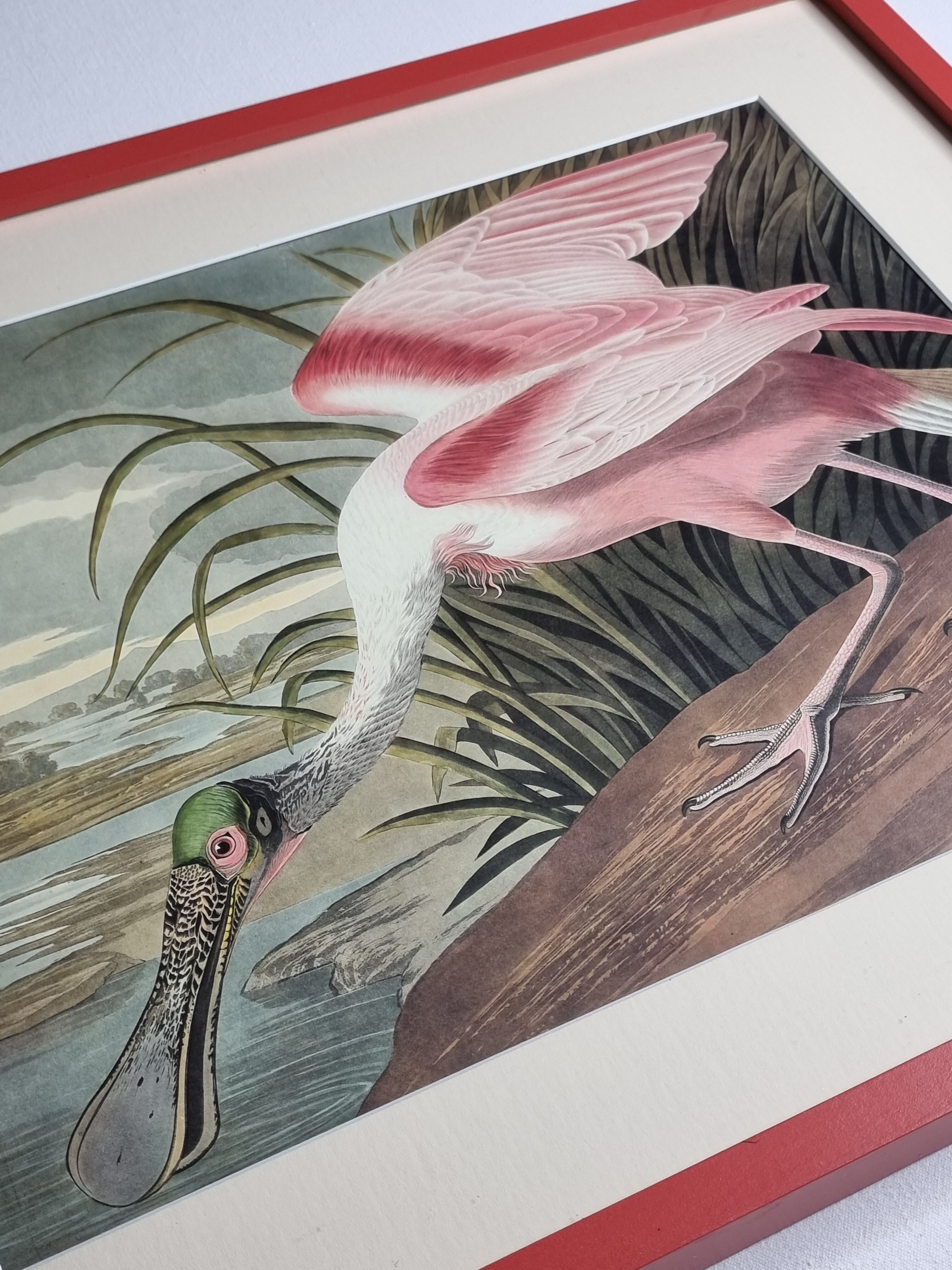 Vintage reproduction after Jean-Jacques Audubon, ornithology, Pink Spatula