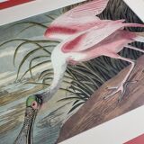 Vintage reproduction after Jean-Jacques Audubon, ornithology, Pink Spatula