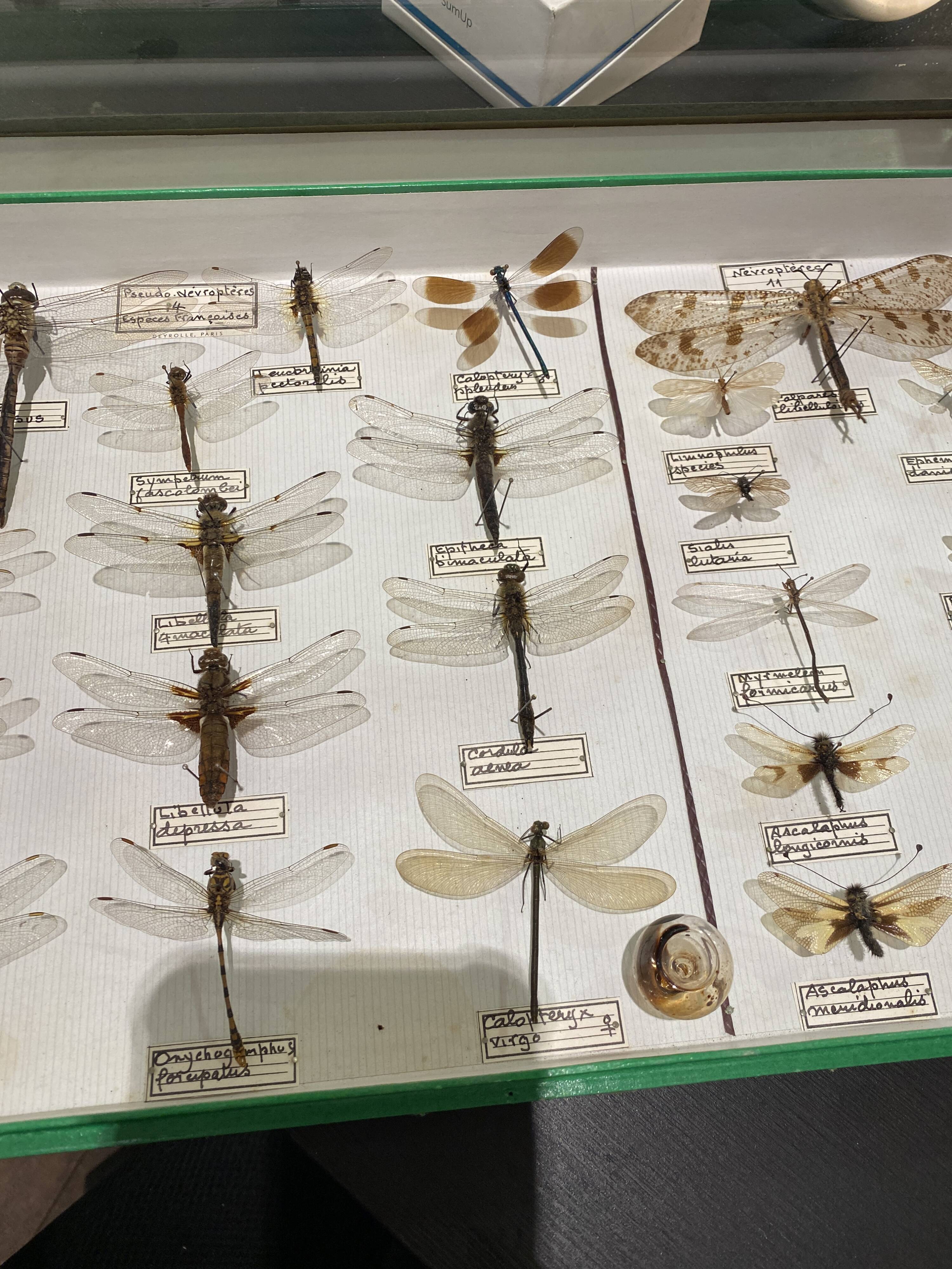 Entomology box showcase of dragonfly insects