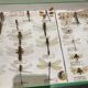 Entomology box showcase of dragonfly insects
