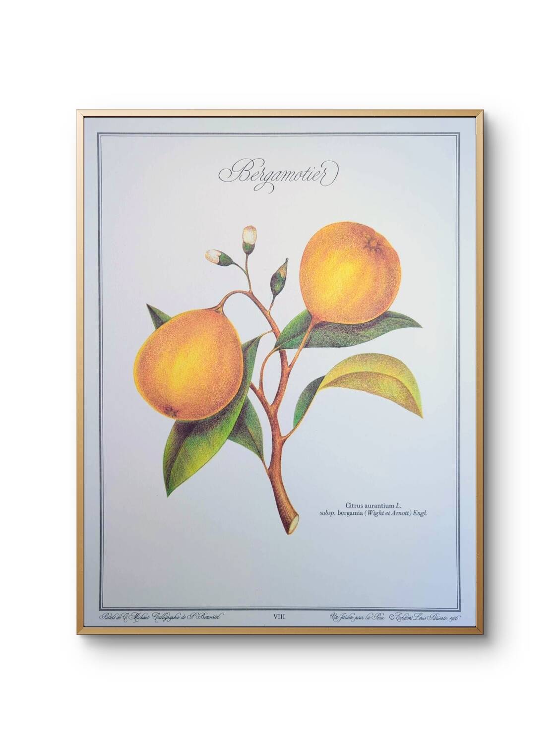 Printed in 1986, the bergamot tree. Vintage Botany.