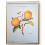 Printed in 1986, the bergamot tree. Vintage Botany.