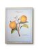 Printed in 1986, the bergamot tree. Vintage Botany.